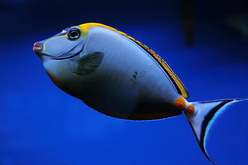 Image showing exotic sea fish