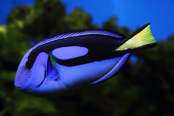 Image showing exotic sea fish