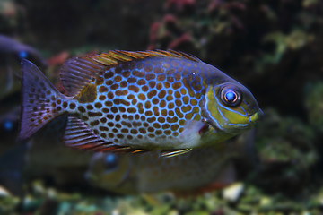 Image showing exotic sea fish