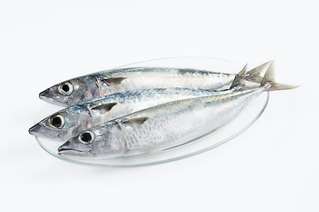 Image showing Fresh fishes