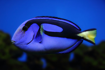 Image showing exotic sea fish