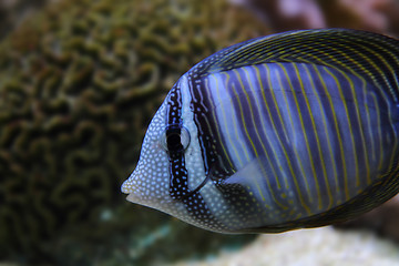 Image showing exotic sea fish 