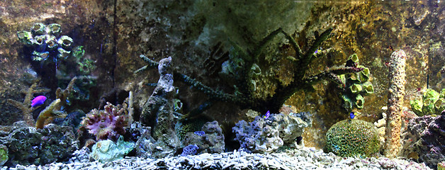 Image showing aquarium background 