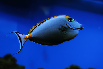 Image showing exotic sea fish