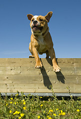 Image showing jumping english bulldog