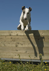 Image showing jumping whippet