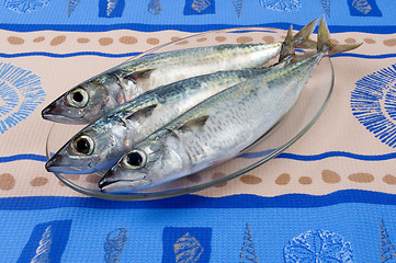 Image showing Fresh fishes