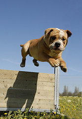 Image showing jumping bulldog