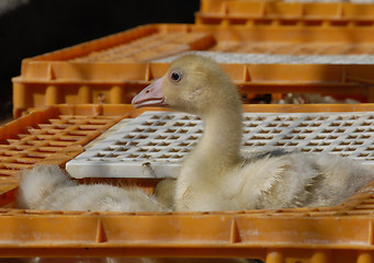 Image showing young goose  on a market