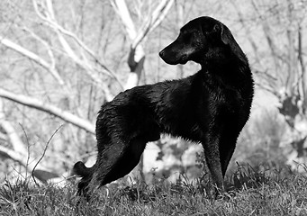 Image showing french shepherd