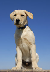 Image showing puppy labrador