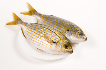 Image showing Fresh fishes