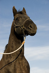 Image showing black beauty