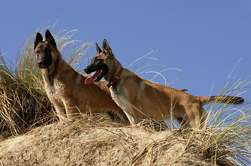 Image showing two young malinois