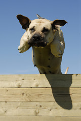 Image showing jumping dogo canario