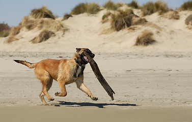 Image showing playing sheepdog