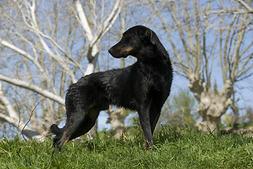Image showing french shepherd