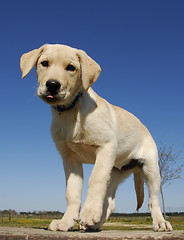 Image showing puppy labrador