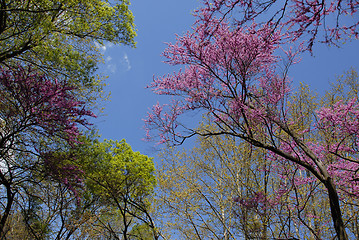 Image showing red bud tree in spring