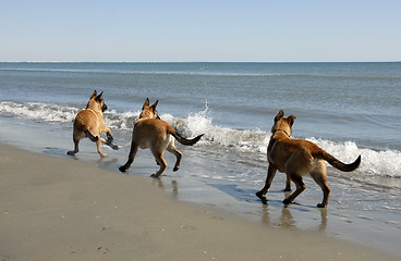 Image showing three malinois and the sea