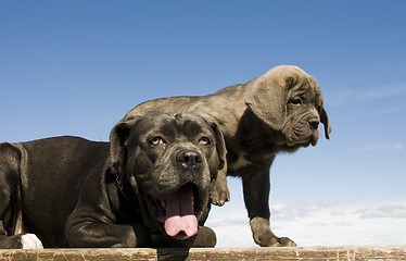 Image showing italian mastiff mother and puppy