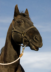 Image showing happy black stallion