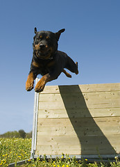 Image showing jumping rottweiler