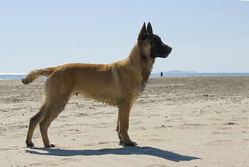 Image showing young belgian shepherd