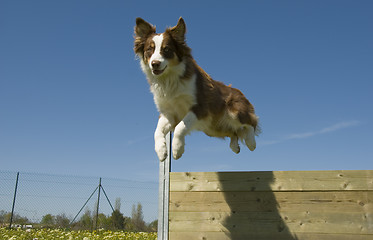Image showing jumping australian shepherd
