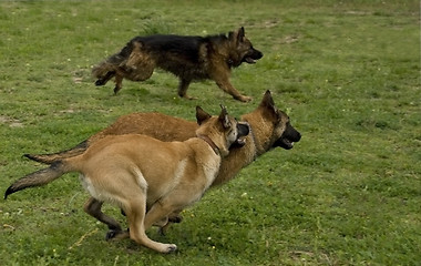 Image showing running dogs