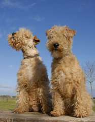 Image showing two lakeland terriers