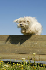 Image showing jumping maltese dog