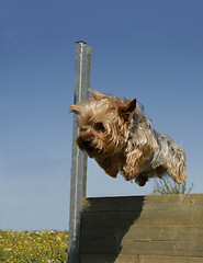 Image showing jumping yorkshire