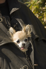 Image showing chihuahua in jacket in leather