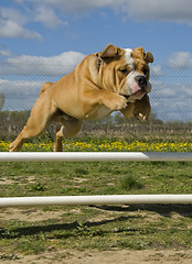 Image showing jumping bulldog