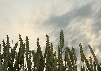 Image showing wheat