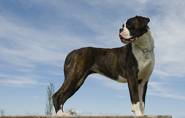 Image showing purebred boxer