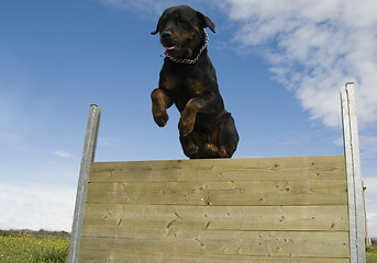 Image showing jumping rottweiler