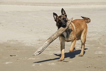 Image showing playing sheepdog