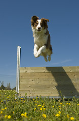 Image showing jumping australian shepherd