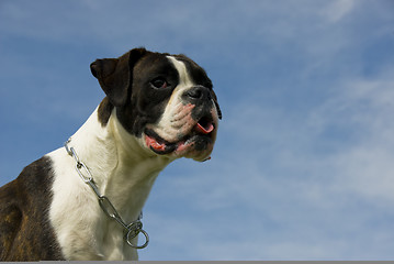 Image showing purebred boxer