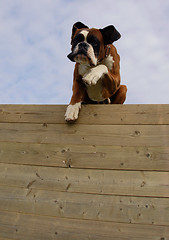 Image showing jumping boxer