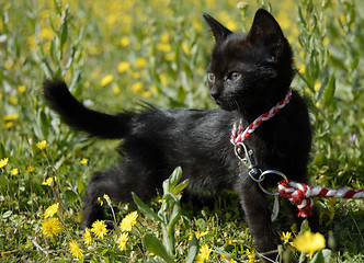 Image showing black kitten