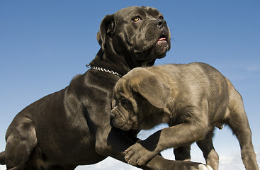 Image showing italian mastiff mother and puppy