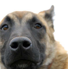 Image showing dog's nose