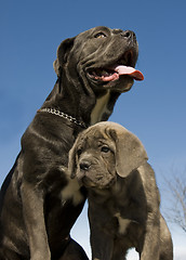 Image showing italian mastiff mother and puppy