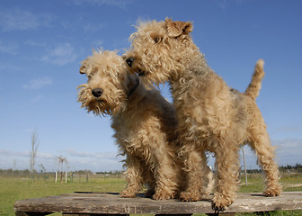 Image showing two  lakeland terrier