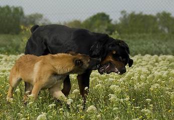 Image showing biting dogs