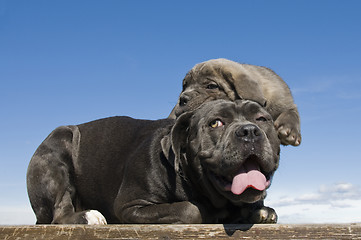 Image showing italian mastiff mother and puppy