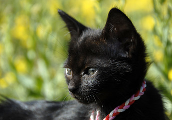 Image showing black kitten